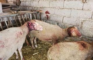 (Özel) Ahıra giren sokak köpekleri 6 koyunu telef...