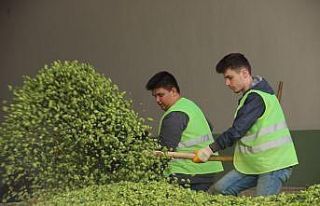 (Özel) Bu ot şifa dağıtıyor