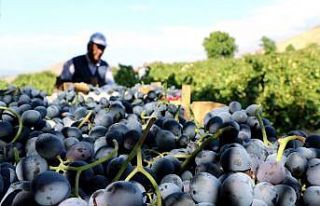 (Özel haber) İki asırlık bağlarda üzüm hasadı...