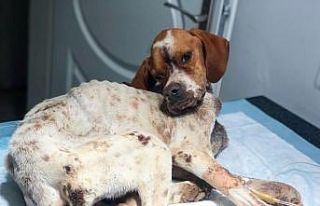 (Özel) Hasta köpeği tedavi etmek için 450 kilometre...