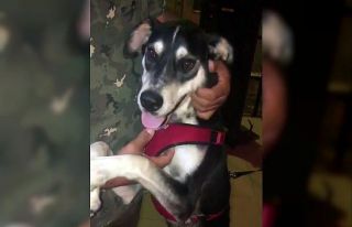 (Özel) Köpeği tekmeleyen adam gözaltına alındı