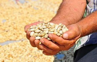(Özel) Manisa’da üretilen Antep fıstığı yüzleri...