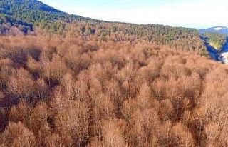 (Özel) Ormanları saran tırtıllar İnegöl ekonomisini...