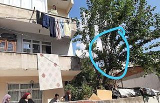 (Özel) Tırtıllar yüzünden canından oluyordu