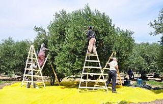 (Özel) ‘Zeytinin başkenti’ Akhisar’da hasat...