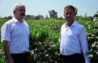 Pamuk üreticisi en az 1.25 lira destek bekliyor