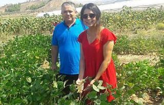 PAÜ’de soya fasulyesiyle ilgili ön verim çalışmalarına...