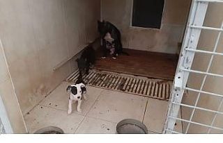 Pitbull Terrier cinsi köpek ve yavrularına el konuldu