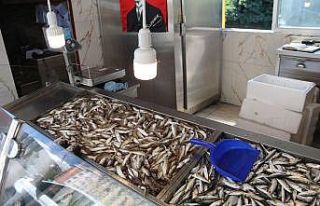 Rize’de balık olmayınca tezgahlar boş kaldı