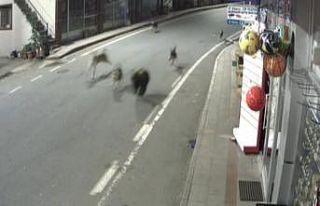 Rize’de yavru ayı köpeklerle bir oldu, ilçe merkezini...