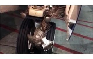 Rus uçağının iniş takımlarına kuş sıkıştı