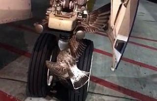 Rus uçağının iniş takımlarına kuş sıkıştı