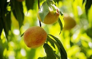 Rusya’ya şeftali ihracatını iki kat hızlandıracak...
