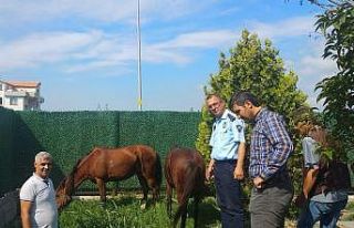 Sahipsiz atlar belediye korumasında