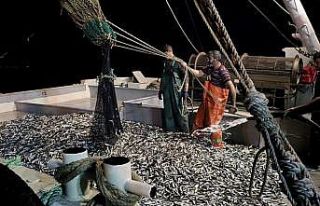 Samsunlu balıkçılar denizden 120 kasa istavritle...