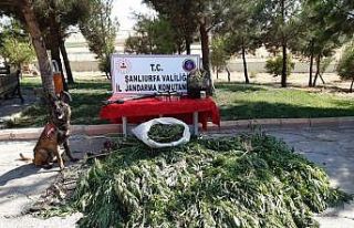 Şanlıurfa’da 512 kök kenevir ele geçirildi