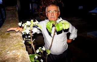 Sarıgöl’de armut ağacı Eylül ayında çiçek...