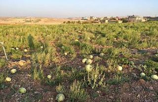 Satılmayan karpuzlar tarlada çürüdü
