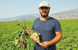 Şeker pancarında yüksek rekolte yüzleri güldürdü