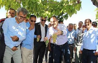 Silifke’de bin 800 rakımda sofralık üzüm hasadı...