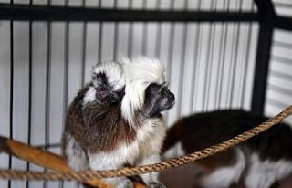 Sincan Hayvanat Bahçesi’ne yeni üyeler katıldı