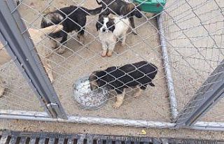 Sokak köpekleri kısırlaştırılıyor