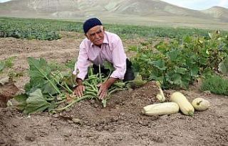 Su ve gübre kullanmadan kıraç toprakta ürün yetiştiriyor