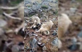 Sürüye yıldırım isabet etti, 20 koyun telef oldu