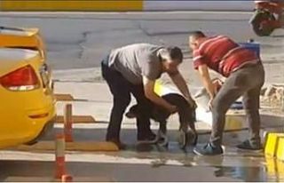 Taksiciler kirli sokak köpeğini sabunla yıkadı