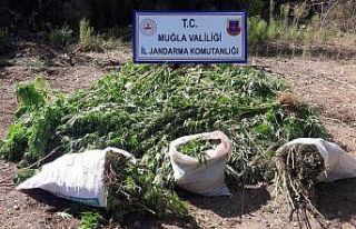 Tarlada, Mısır yetiştirir gibi Kenevir yetiştirmiş