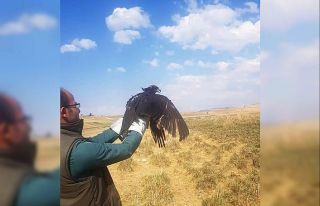 Tedavileri tamamlanan kuşlar özgürlüğe kanat...