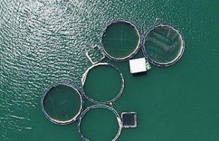 Tercan Baraj Gölünde yıllık 349 ton Alabalık...