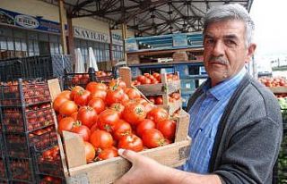 Tokat’ta domates 20 kuruşa düştü