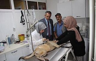 Tosya’da sokak hayvanları kısırlaştırılıyor