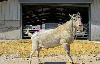 Türkiye’nin en modern keçi çiftliği İzmir’de...