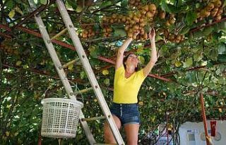 Ülkelerinde ağacını bile görmeyen turistlerin...