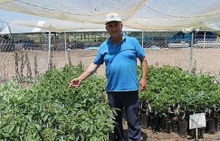 Üretici ceviz ile gülüyor