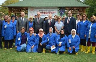 Üzüm işlemede kadının gücü