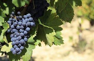 Üzümün merkezinde festival zamanı