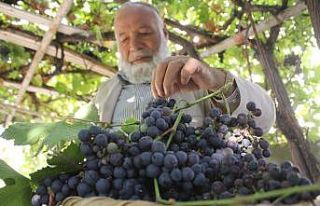 Van’ın yerli üzümlerinde hasat zamanı