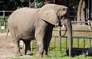 Veteriner testereyle filin dişini keserken o bir...