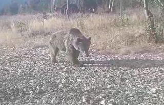 Yangın gözetleme kulesine ayı dadandı
