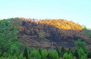 Yangın sonrası manzara yürekleri burktu