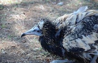 Yaralı akbaba, jandarma ekipleri tarafından kurtarıldı