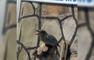 Yaralı Gökkuzgun kuşu tedavi altına alındı