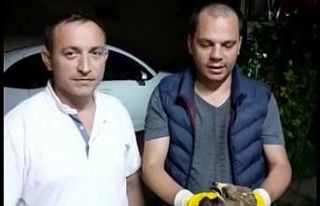 Yaralı kızıl şahin sağlığına kavuştu