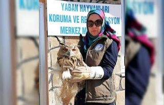 Yaralı Puhu tedavi altına alındı