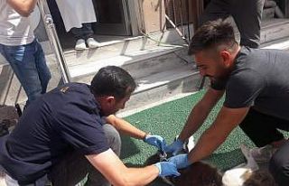 Yavru köpeklere aşı