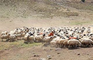 Yaylalarda "koç katımı"nda renkli görüntüler...