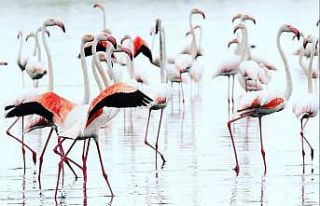 Yumurtalık Lagünleri Milli Park statüsüne geçti